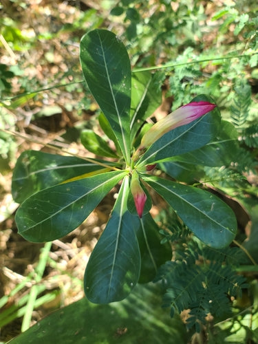 rosa del deserto — Bild 3