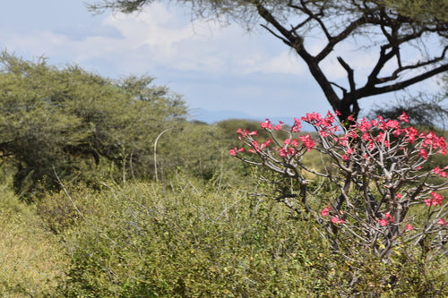 rosa del deserto — Bild 5