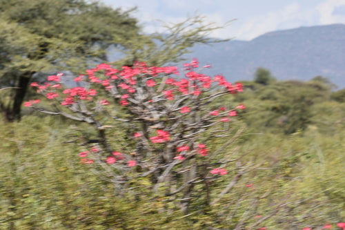 rosa del deserto — Bild 4