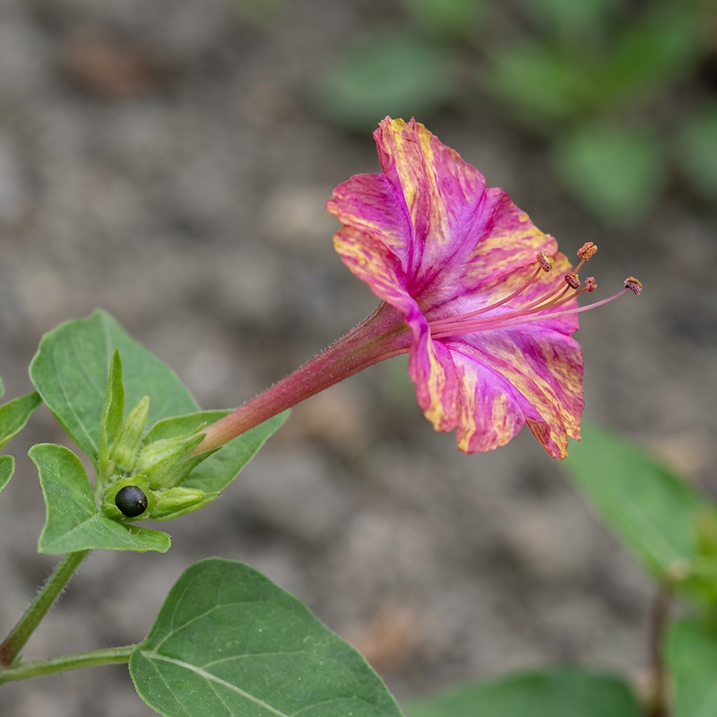 Fiore miracoloso