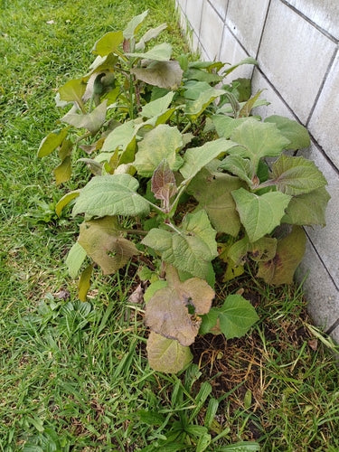 Yacon — foto 5 di 8