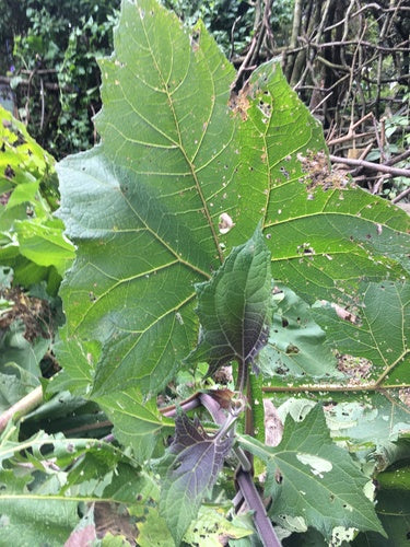 Yacon — foto 1 di 8
