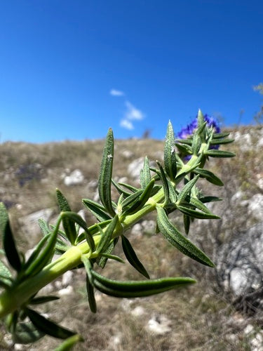 issopo — Bild 4
