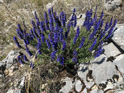 issopo — Bild 3