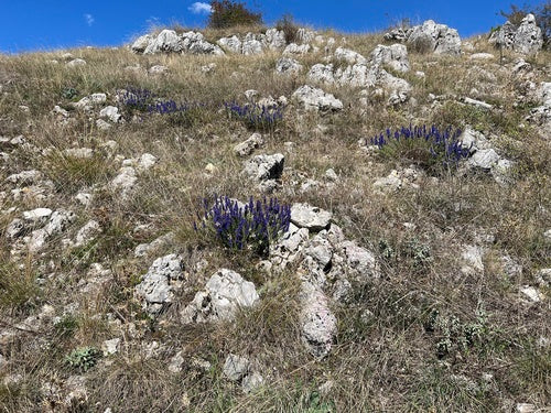 issopo — Bild 2