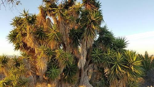 Palma di yucca - Bild 4