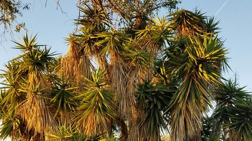 Palma di yucca - Bild 5