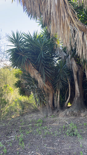 Palma di yucca - Bild 8