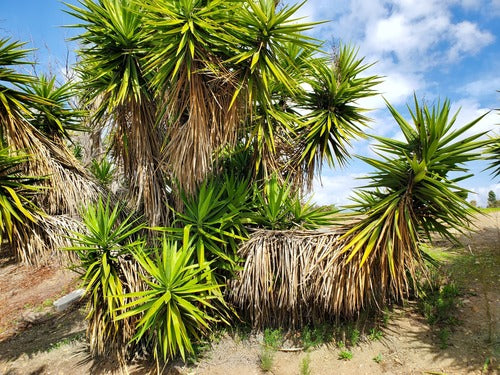 Palma di yucca — Bild 5