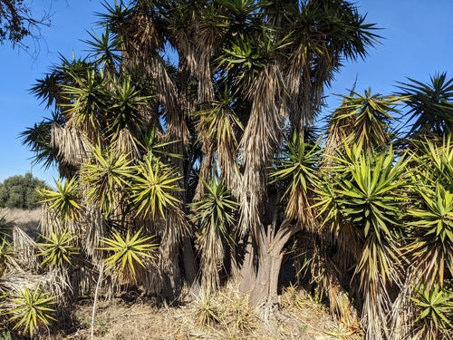 Palma di yucca - Bild 7