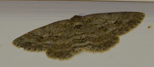Tenditore della corteccia seghettato — Bild 2