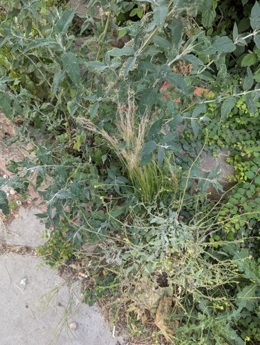 Erba piuma delicata — foto 5 di 10