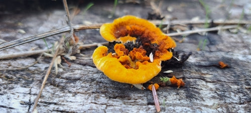 Volantino dello scricciolo — foto 5 di 8