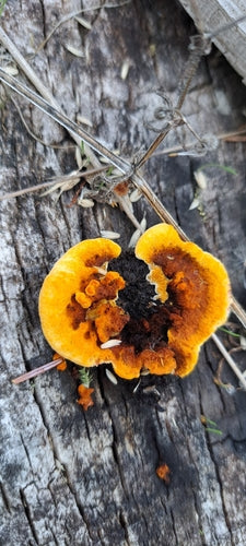 Volantino dello scricciolo — foto 4 di 8