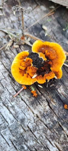 Volantino dello scricciolo — foto 3 di 8