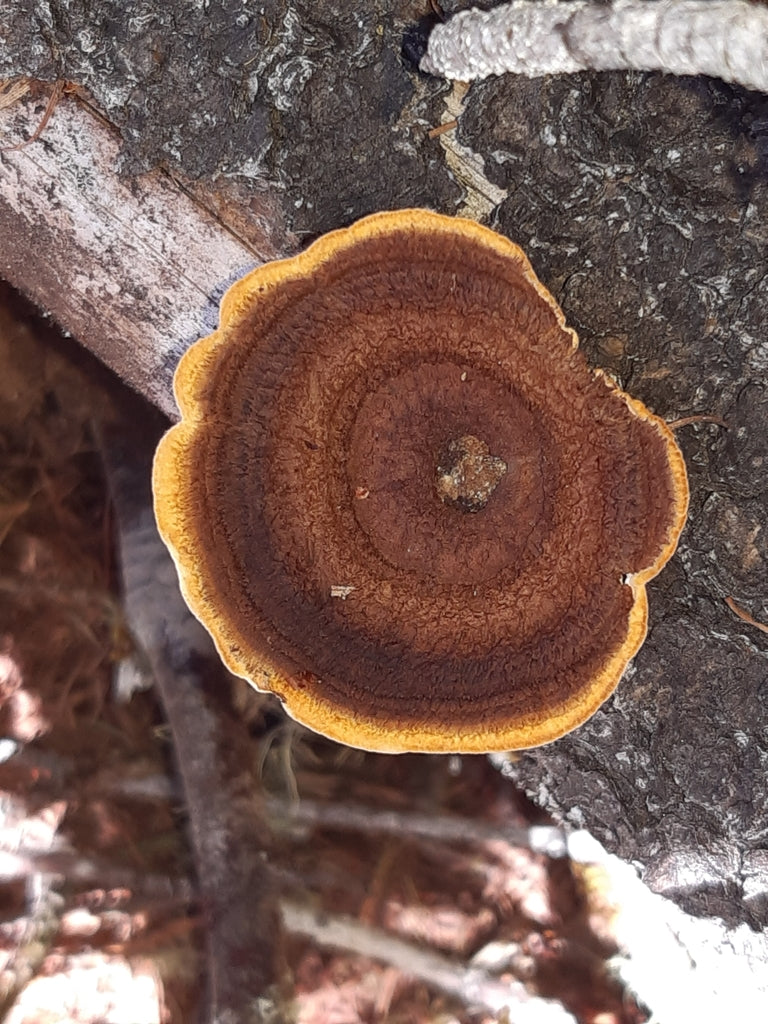 Volantino dello scricciolo — foto 1 di 8