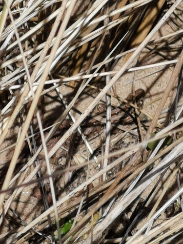 lucertola della sabbia — Bild 2