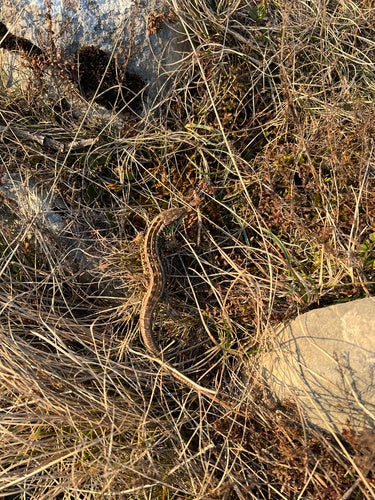 lucertola della sabbia — Bild 5