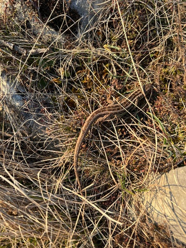 lucertola della sabbia — Bild 4