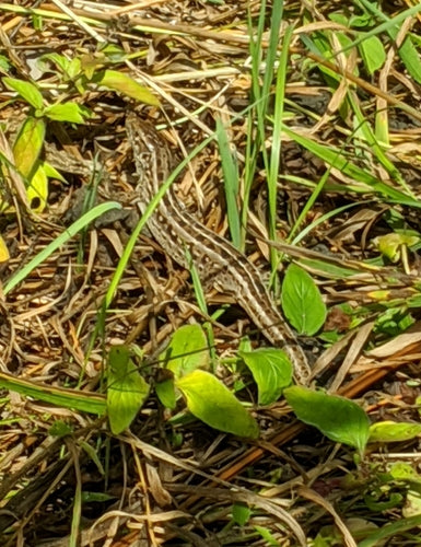 lucertola della sabbia — Bild 3