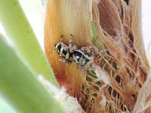 Ragno saltatore zebra — Bild 3
