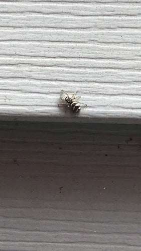 Ragno saltatore zebra — Bild 3