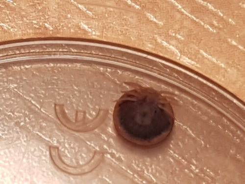 Zecche — Bild 3