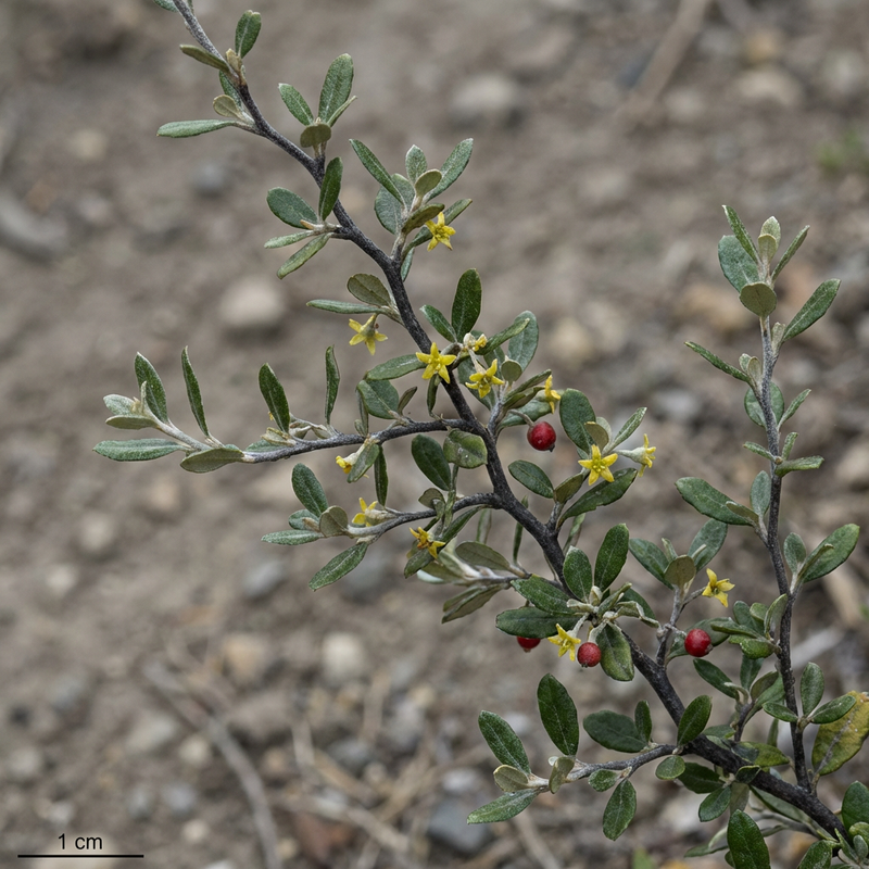 Cespuglio a zigzag