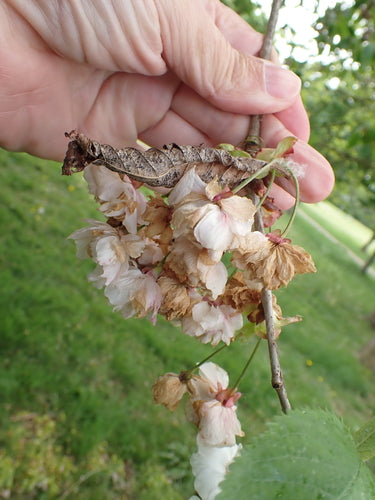ciliegie ornamentali — Bild 4