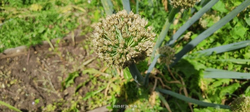 Naturaufnahme - Bild 2