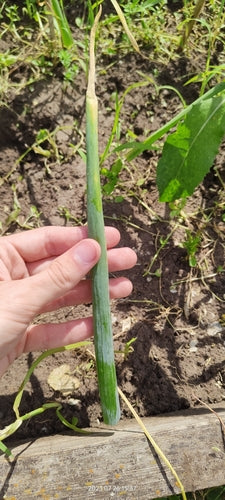 Naturaufnahme - Bild 4