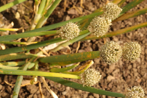 Aglio ornamentale — Bild 4