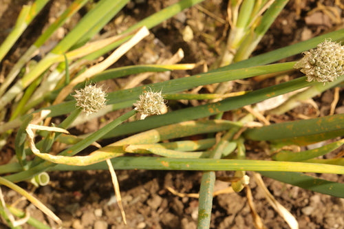 Aglio ornamentale — Bild 3