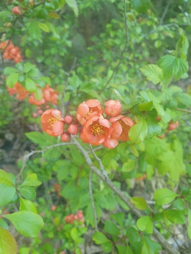 Cotogne ornamentali — Bild 5