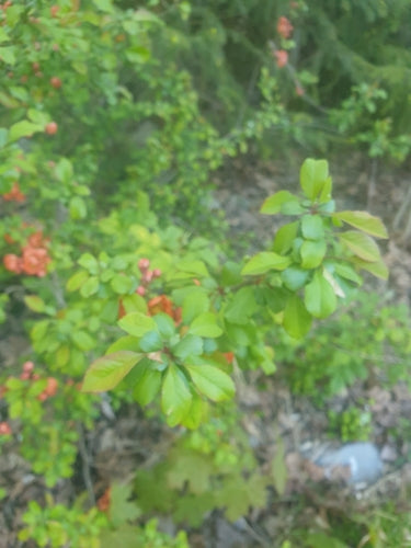 Cotogne ornamentali — Bild 4