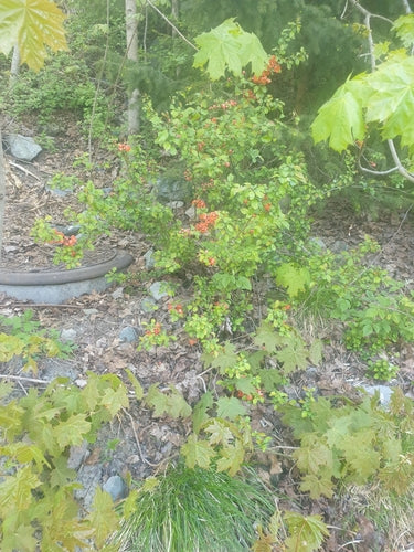 Cotogne ornamentali — Bild 3