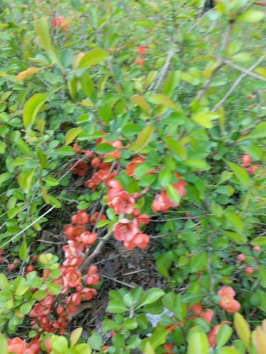 Cotogne ornamentali — Bild 2