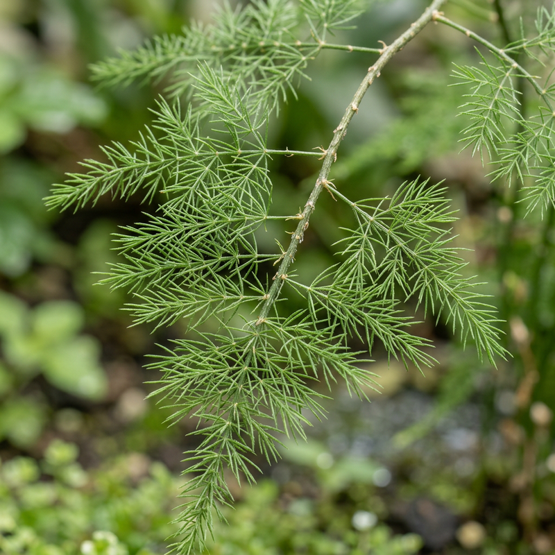 Asparagi ornamentali