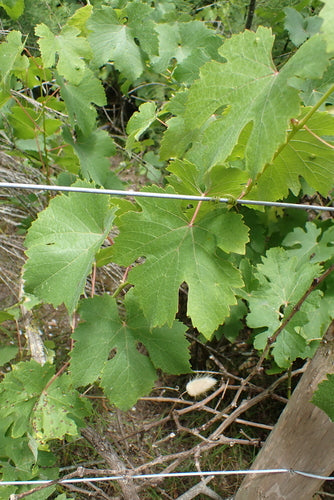 Vino ornamentale — Bild 4