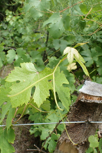 Vino ornamentale — Bild 3