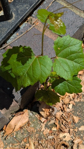 Vino ornamentale — Bild 2