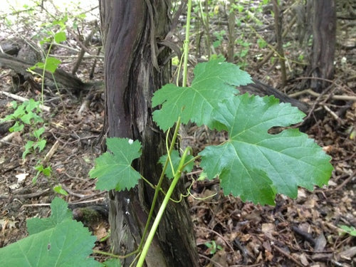 Vino ornamentale — Bild 3