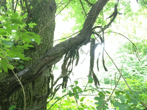 Vino ornamentale — Bild 5