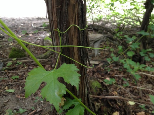 Vino ornamentale — Bild 4