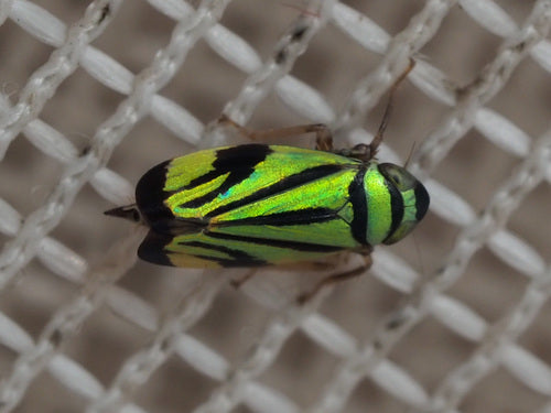 cicale — Bild 2