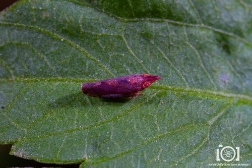 cicale — Bild 5