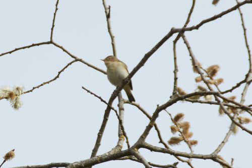 Chiffchaff — Bild 4