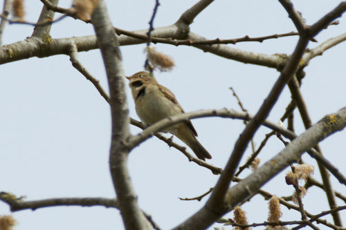 Chiffchaff — Bild 3