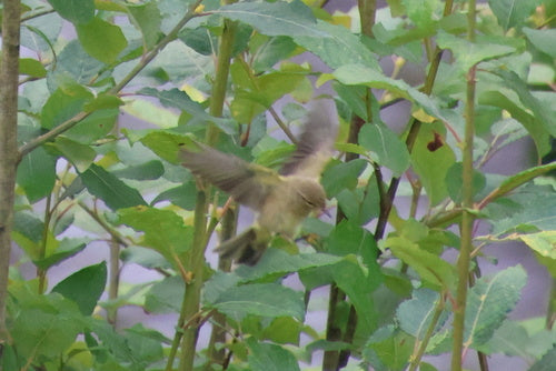 Chiffchaff — Bild 5