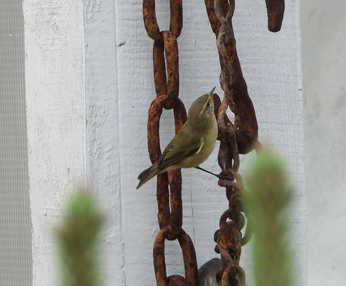 Chiffchaff — Bild 2